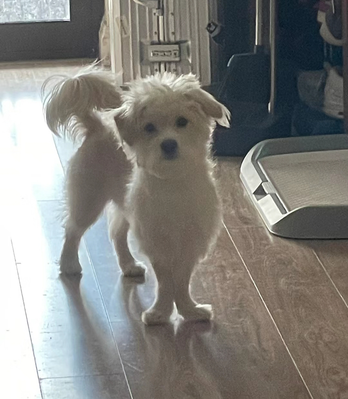 我家外八腿的小狗!