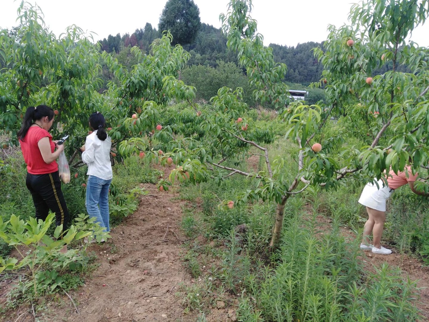 自己采摘了,还在叫朋友来体验,够朋友何为生态桃园?