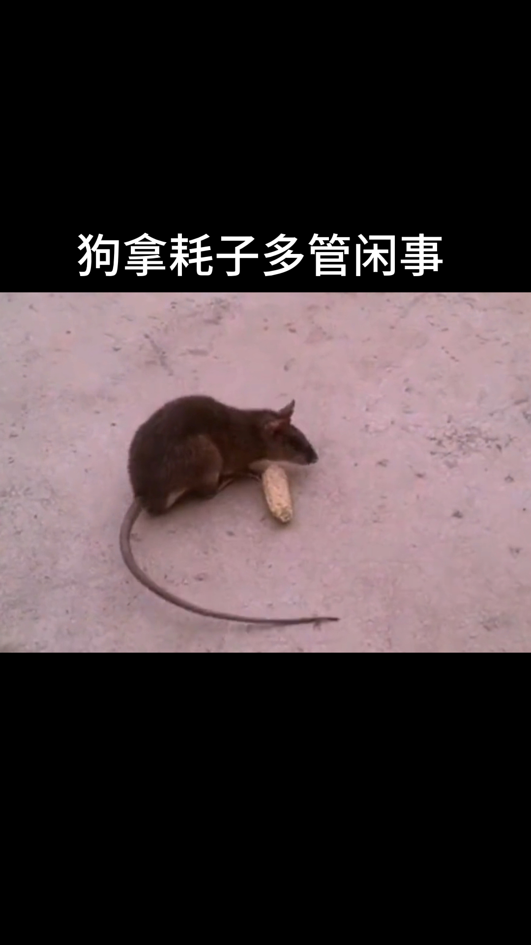 狗拿耗子多管闲事
