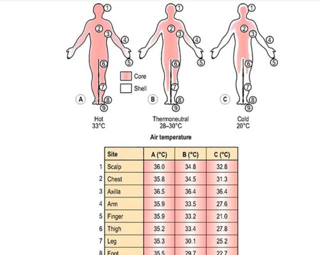 人体内部温度图片