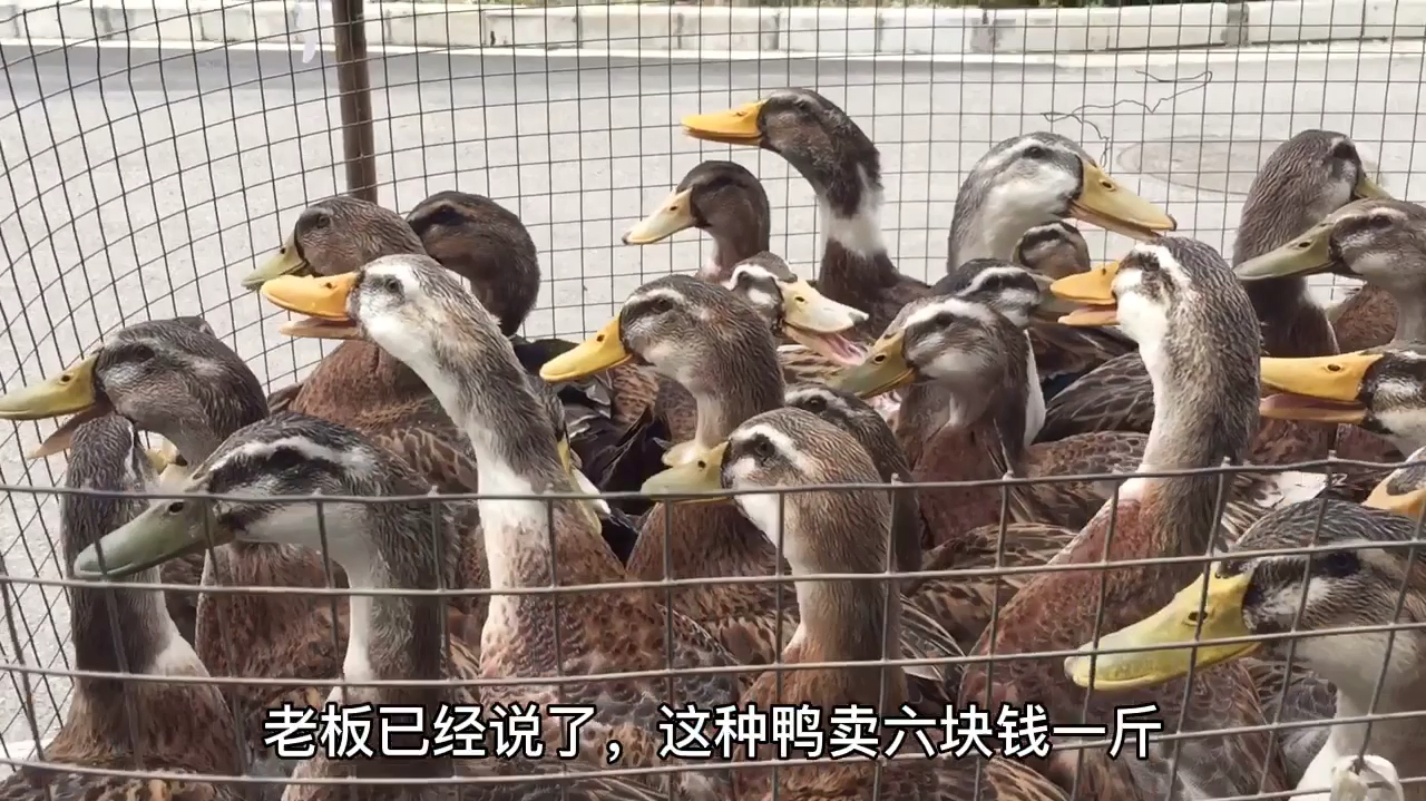 这种鸭当地称它为木鸭,卖6元一斤相当于100元3只太划算了