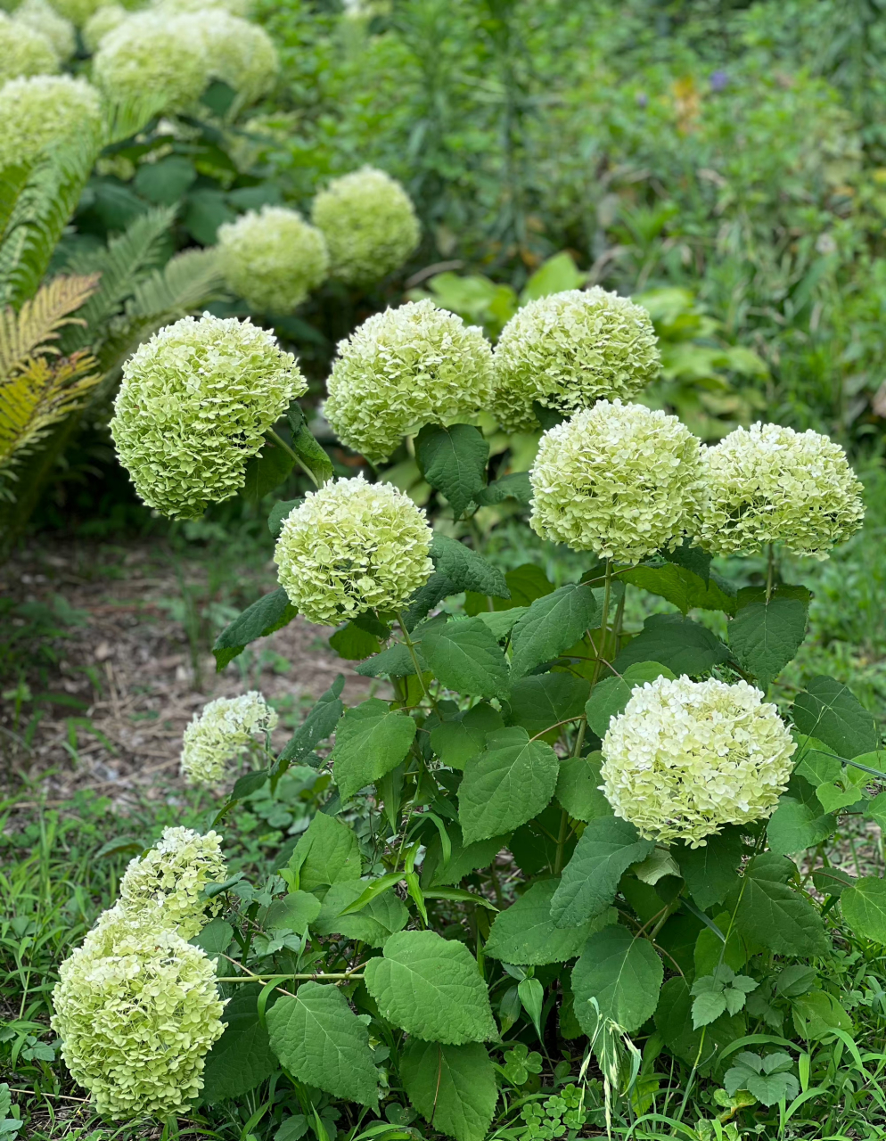 绿暗时 花如圆玉莹无疵 何人团雪高抛去 冻在枝头春不知 「玉绣球花」