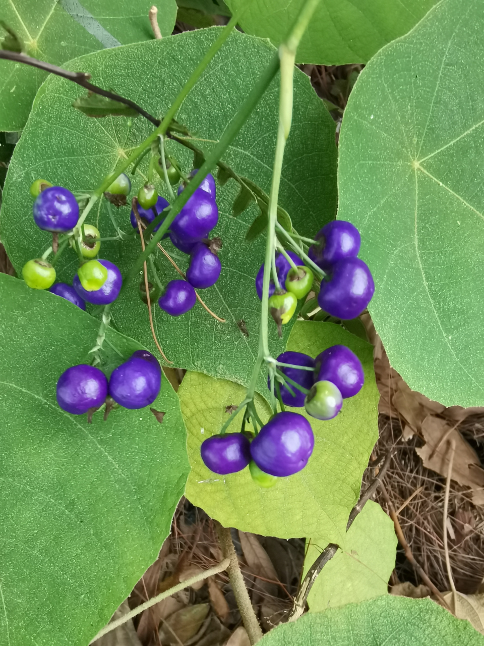 剧毒植物山菅兰图片