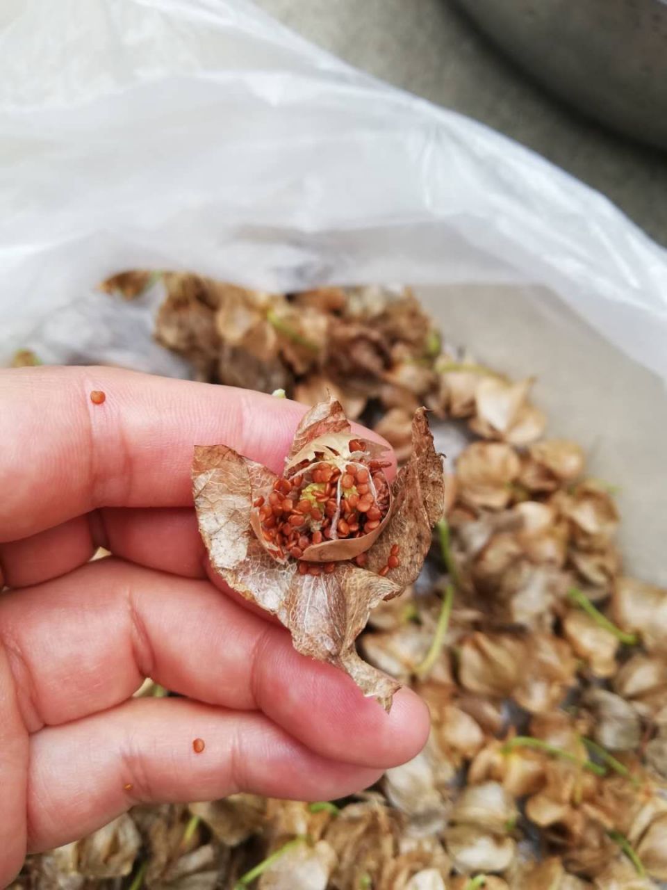 自己采的冰粉籽,做起来成就感十足