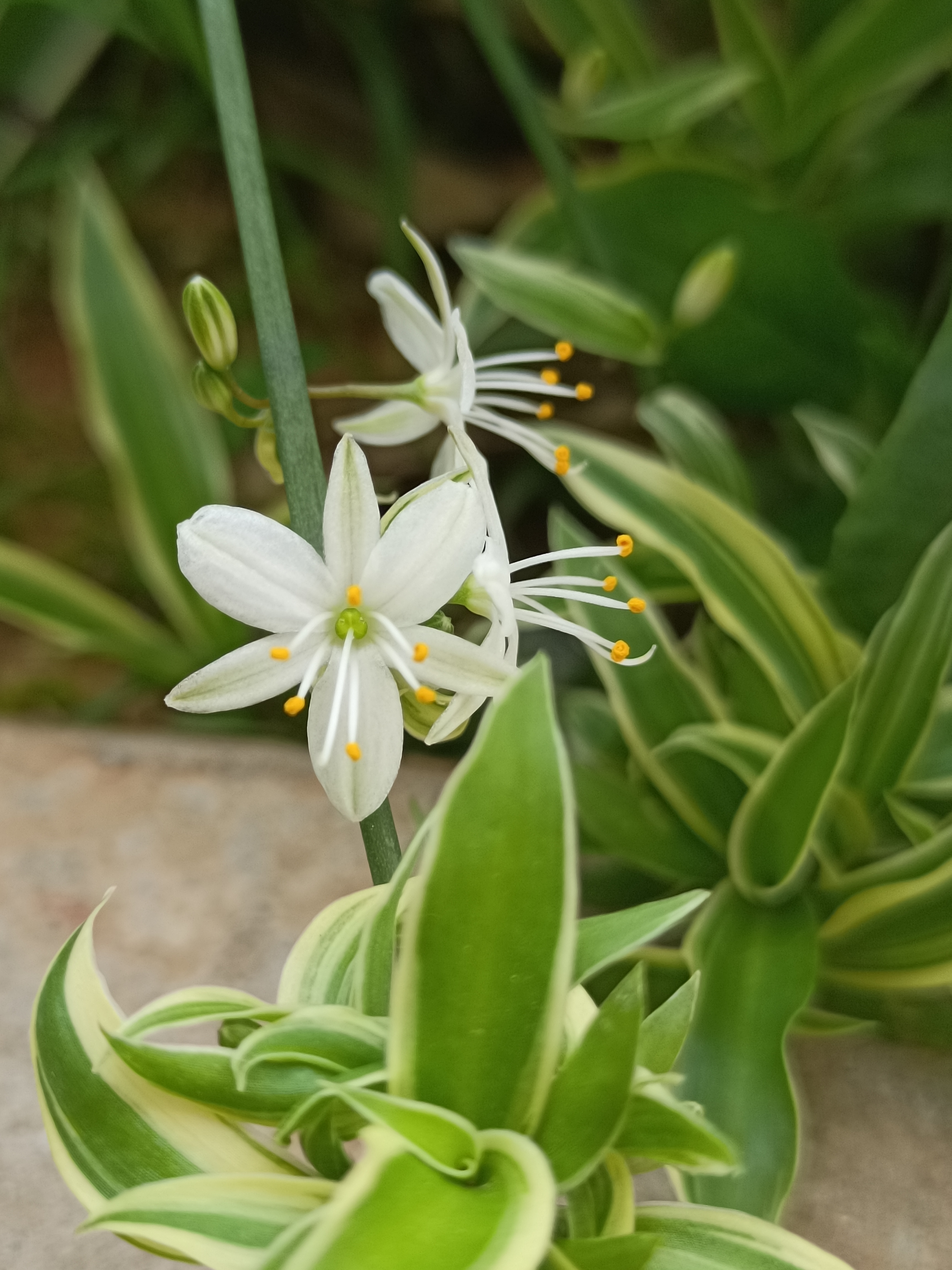 开白花的吊兰图片