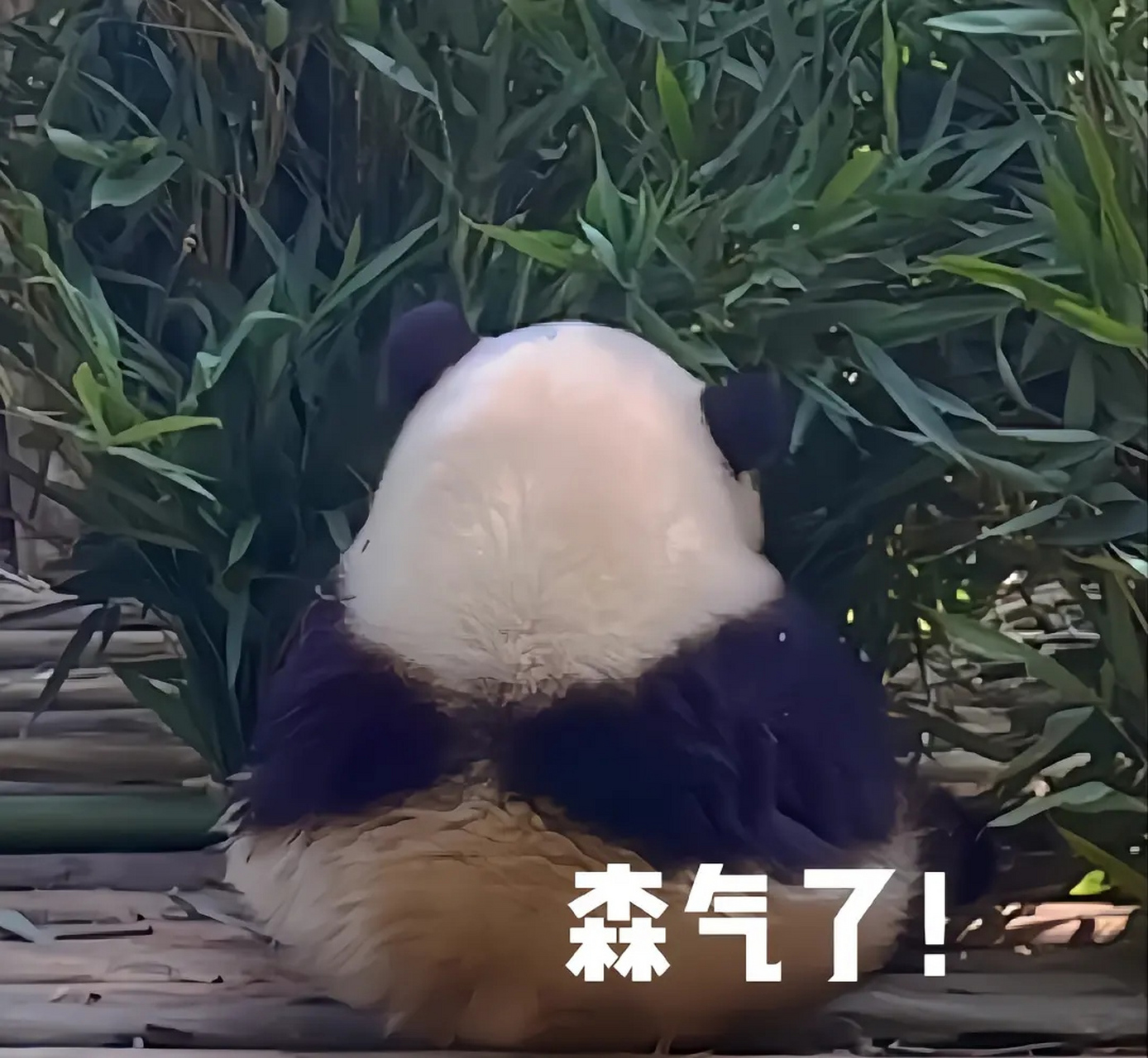 给大家送一波国宝表情包,就说这个样子确实很萌[大笑]