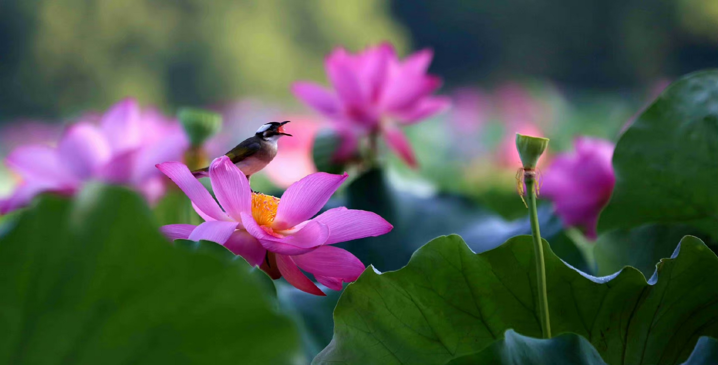 【孤山旁的西湖水域荷花盛开】荷是人间清欢,莲是夏日盛事,吸引了鸟儿