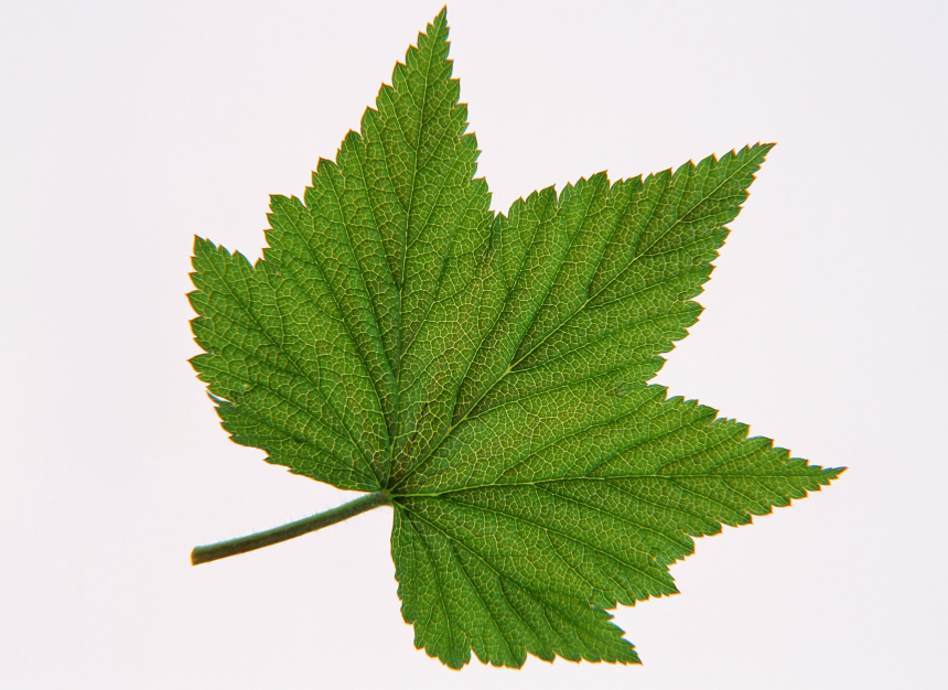 心理测试:哪片秋叶你更喜欢?测你会不会被异性欺骗