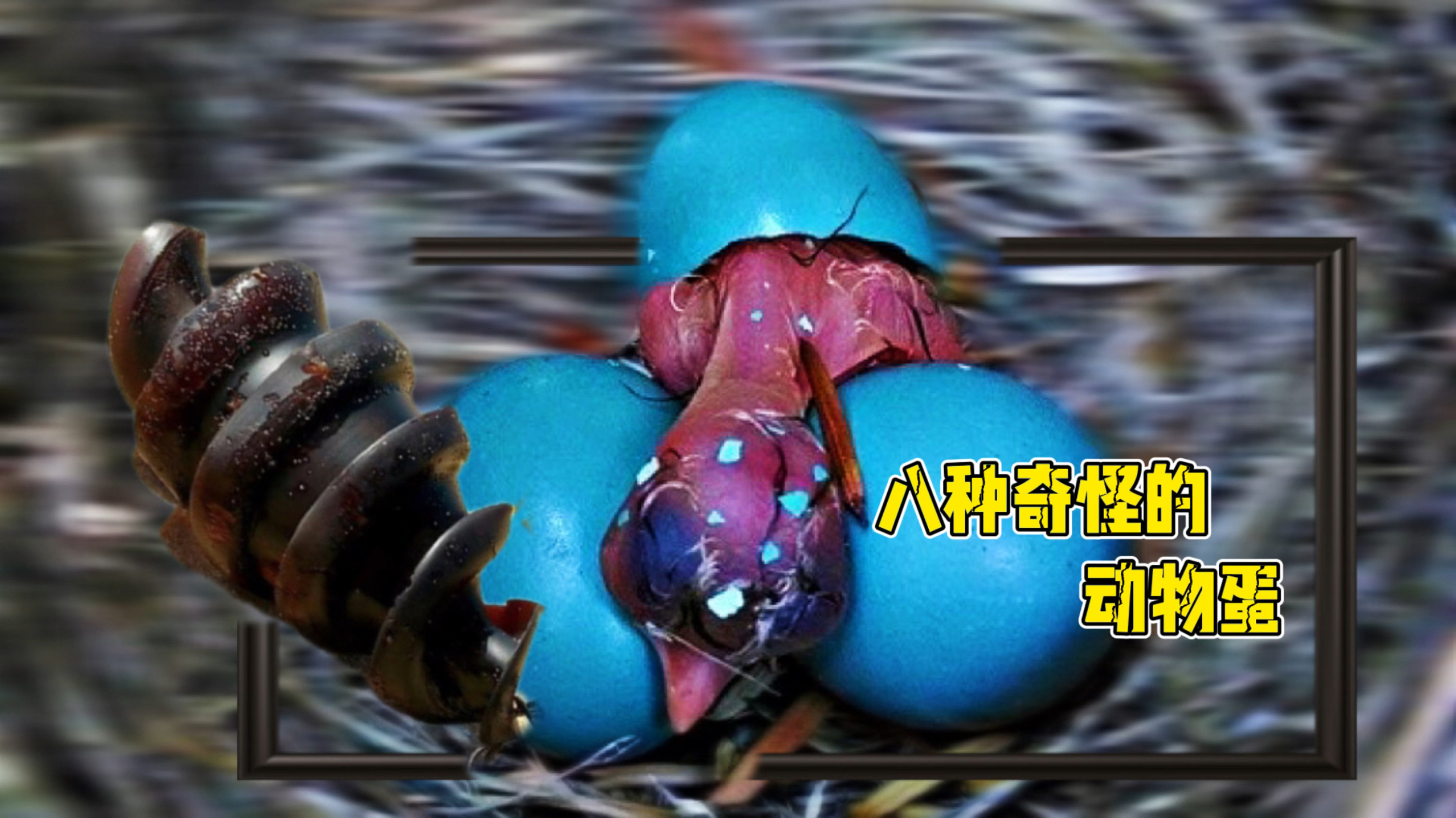 真实存在的奇怪动物蛋