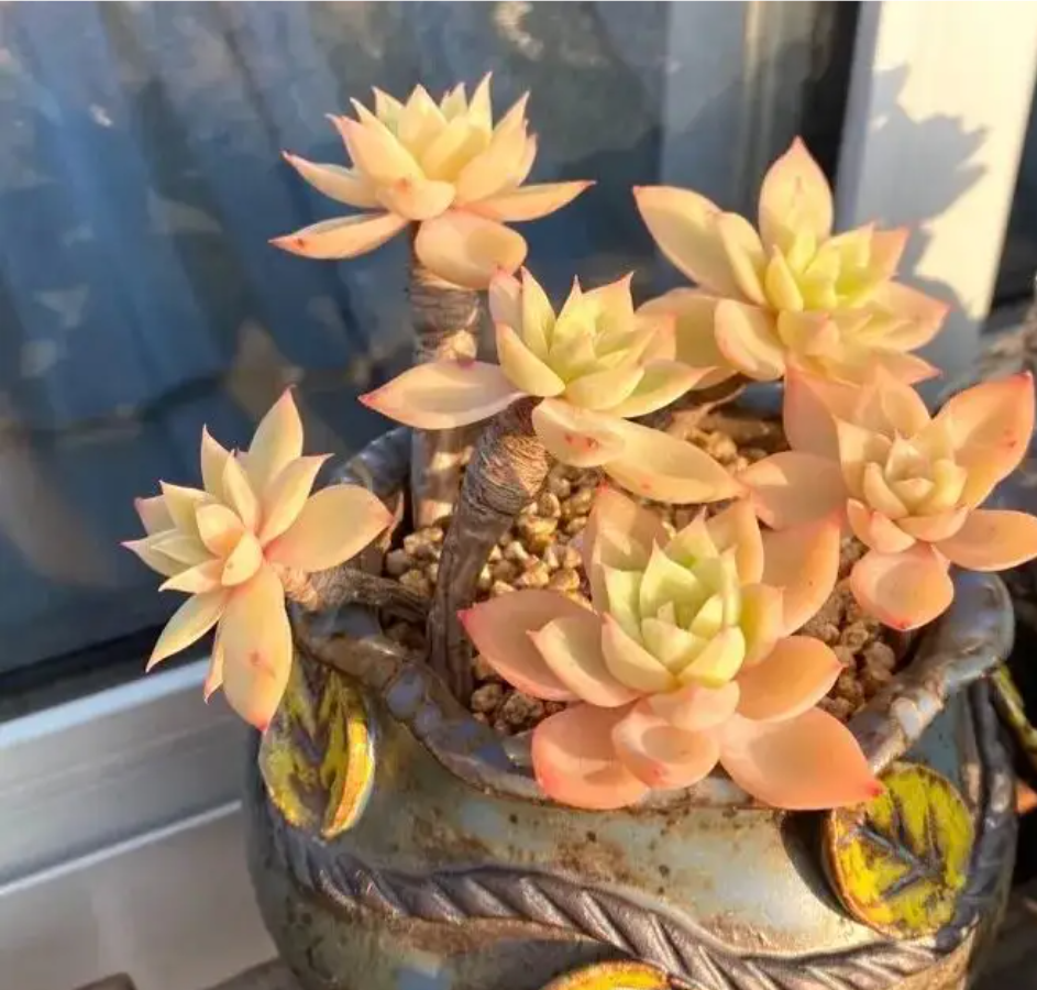 多肉三色堇,掌握2多1少1招,养成手捧花或悬崖桩,比荷花还美