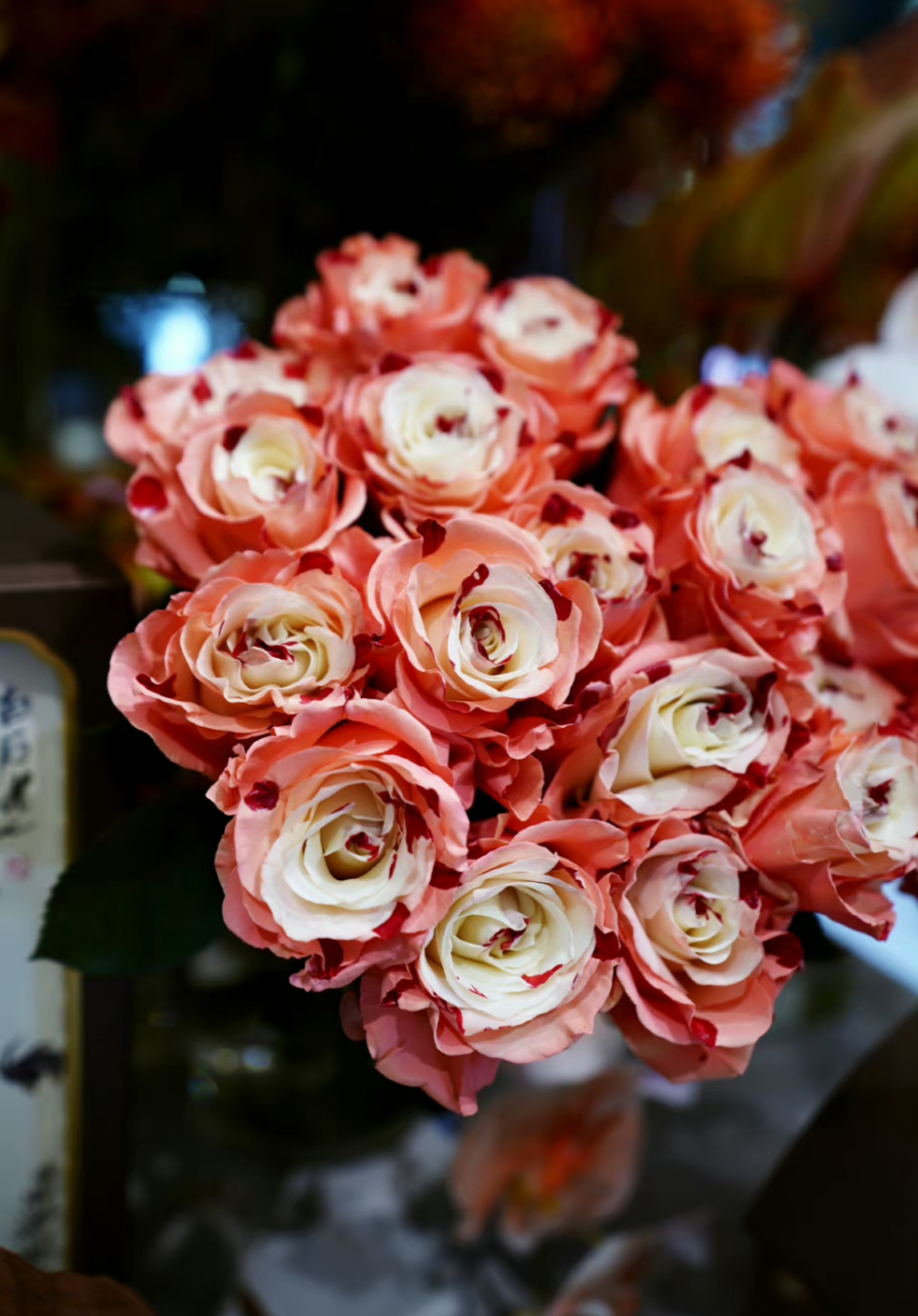 迎金秋购尽兴# 双色月季好美,国庆国庆,举国欢庆开心,吉祥,平安,如 