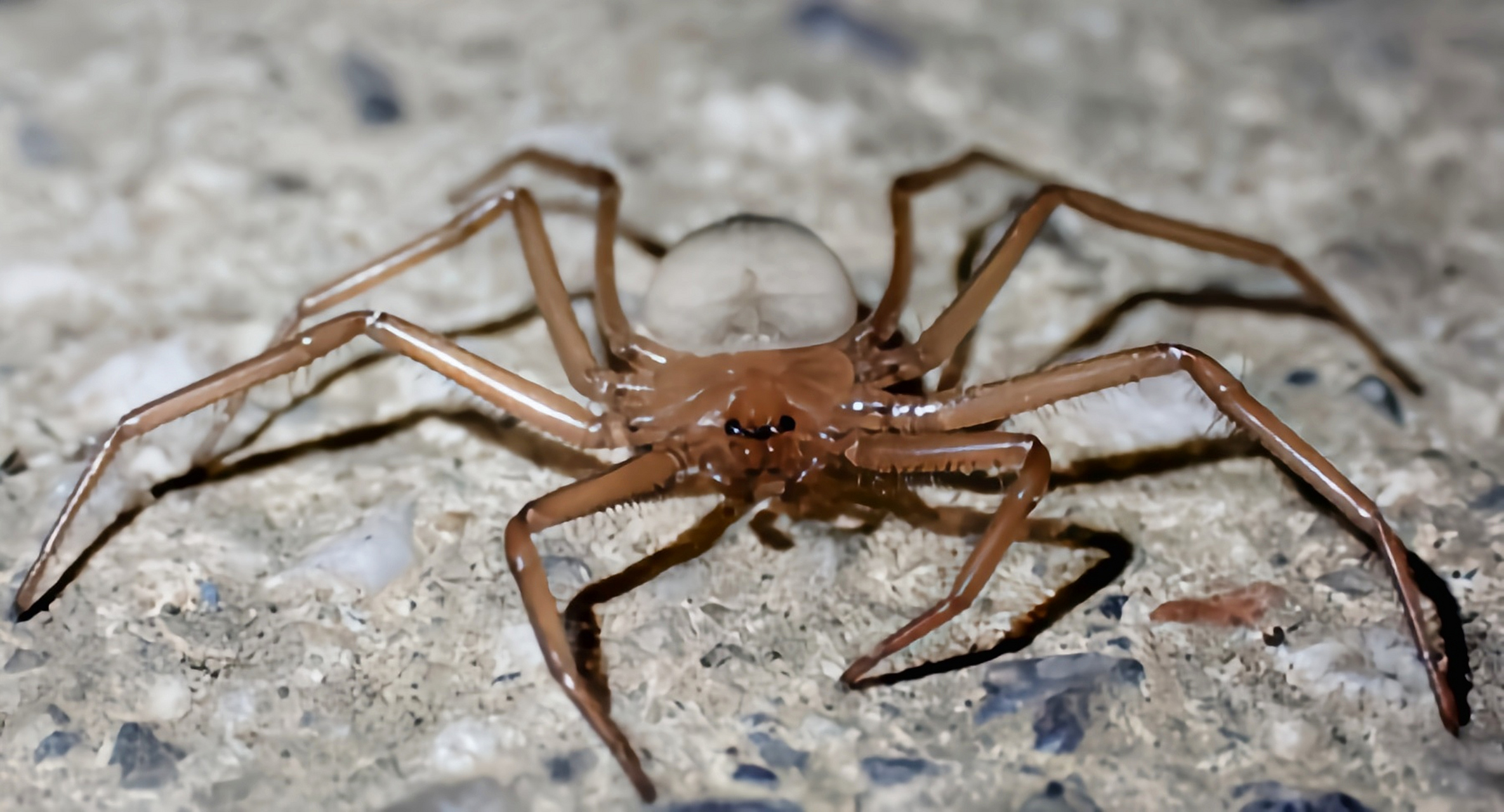 每天认识一种动物——珍奇扁蛛 珍奇扁蛛别名扁蛛,为蜘蛛目,转蛛科,扁