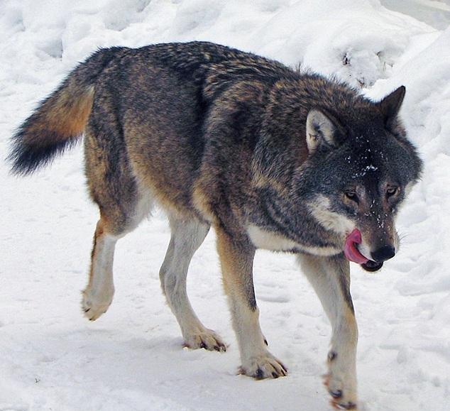 坎高犬vs灰狼,如果两者正面打,谁才是真正的犬科之王?