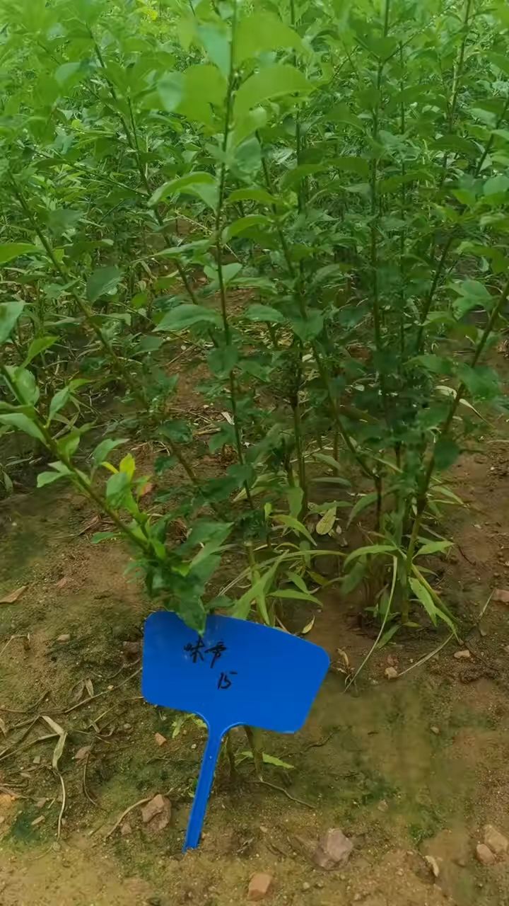 味帝李子苗长势良好,该品种青皮红肉,早熟优秀李子品种!