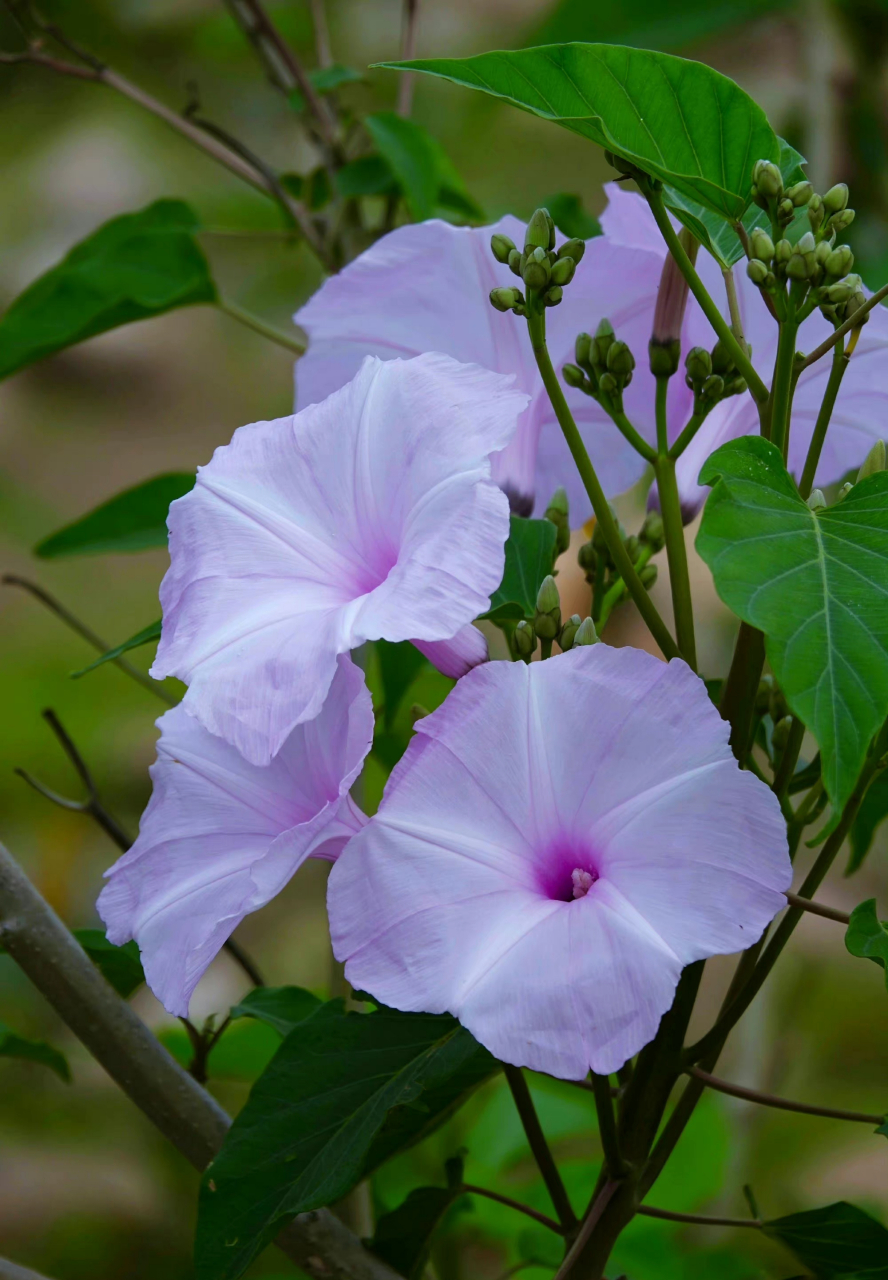 树牵牛,灌木,花姿清雅,花期长,为园林绿化不可多得的优良树种