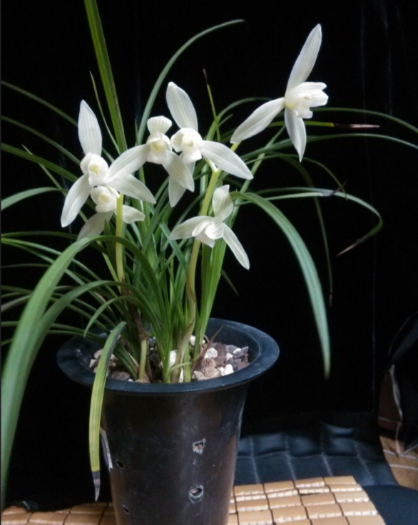 莲瓣兰白雪公主,花姿卓越,香味清幽,花色迷人,兰友尽拍手较好