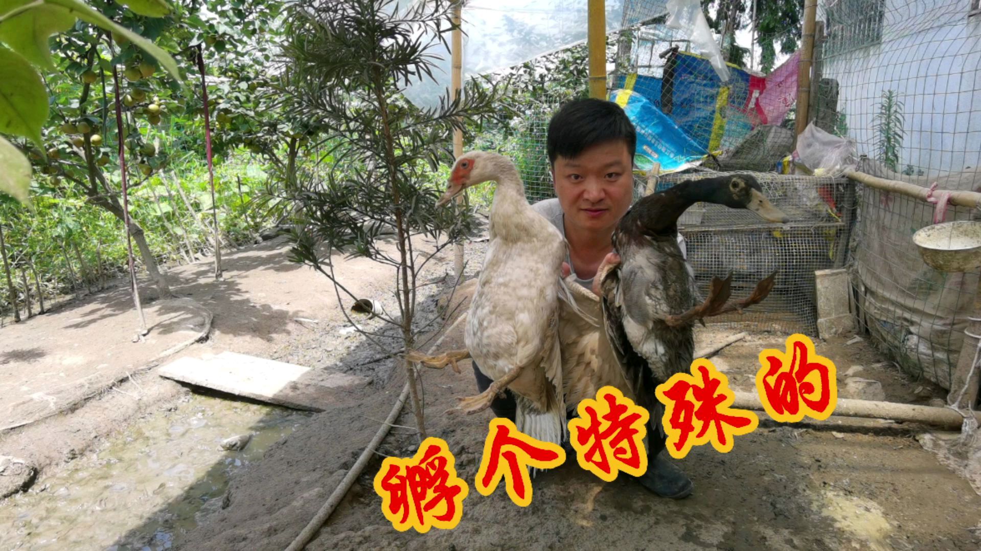 番鸭配麻鸭,农村小伙试孵它们的蛋,差点搞砸了