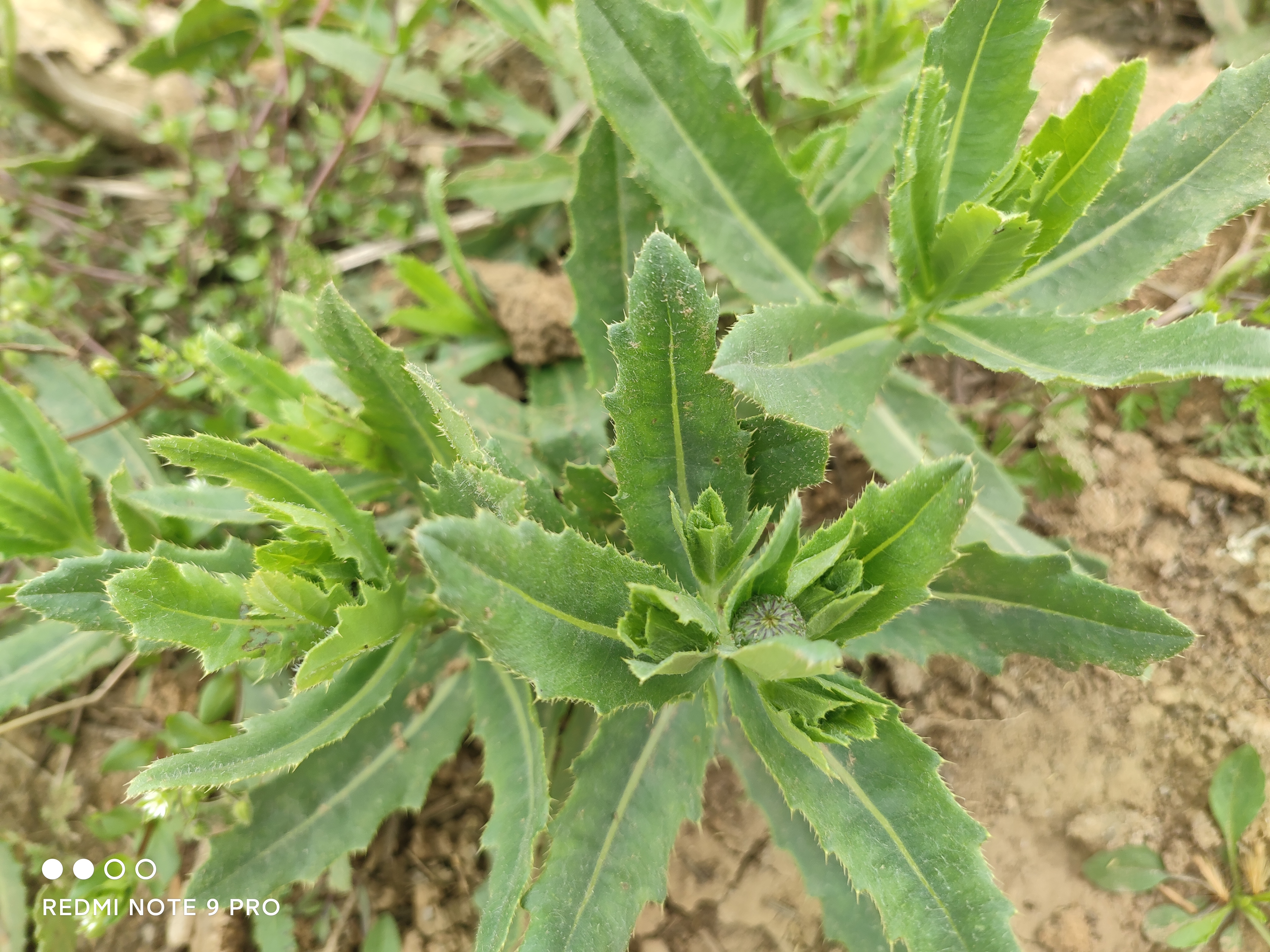 小蓟(七七芽,刺儿菜)图片