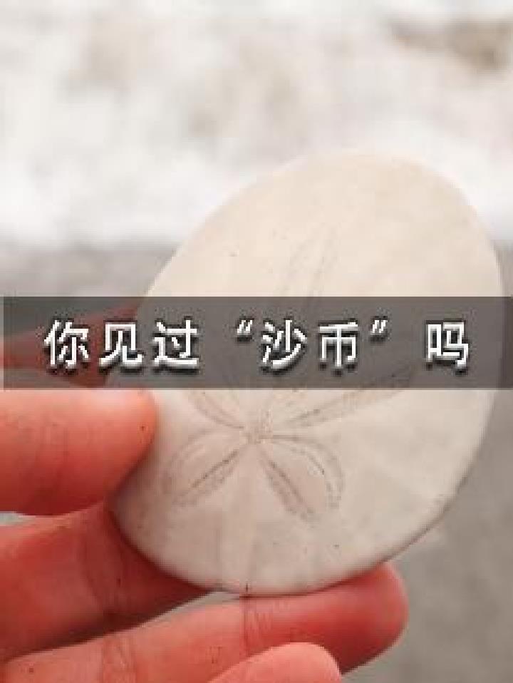 你见过"沙币"吗?我可不是在骂人 科普 神奇动物
