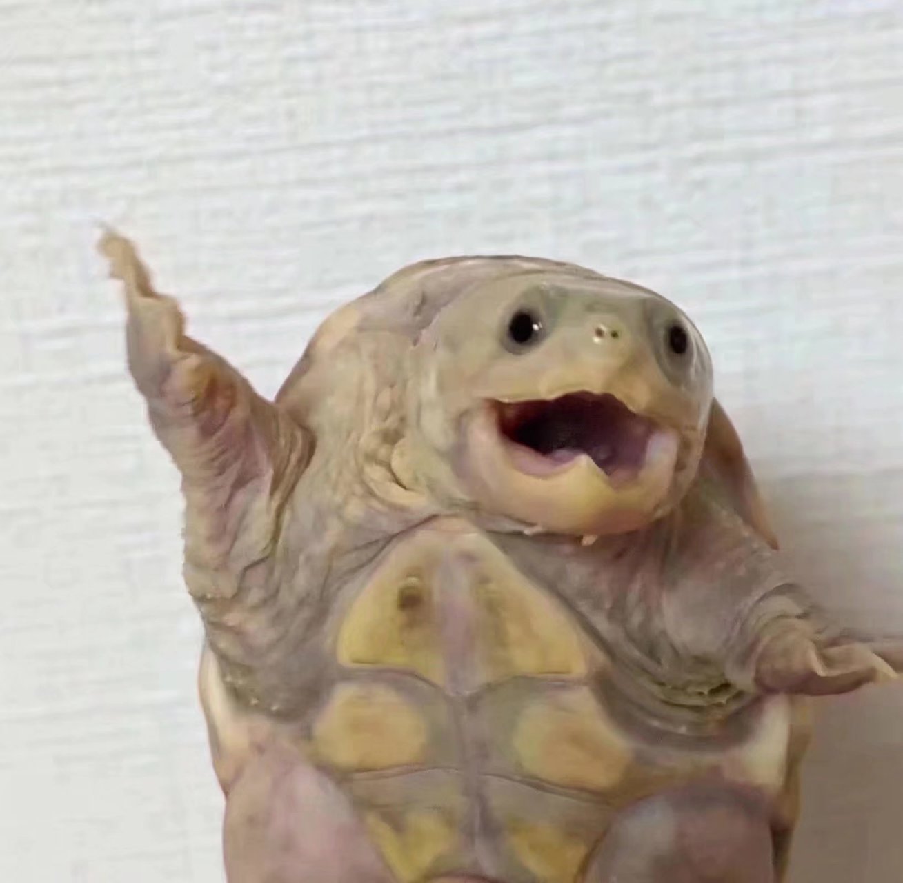 哈哈哈哈哈哈一个乌龟怎么会有那么多表情啊