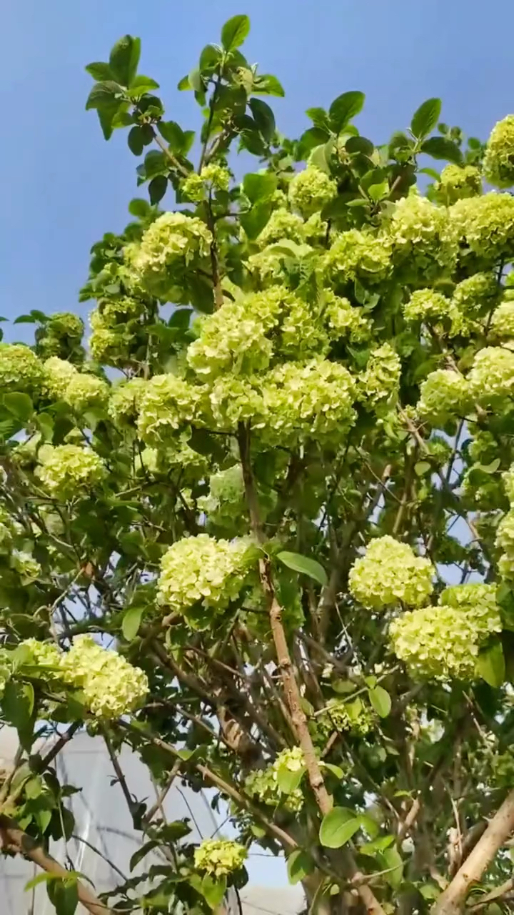 中华木绣球又名斗球花开如斗耐寒耐旱南北方都可以栽植-度小视