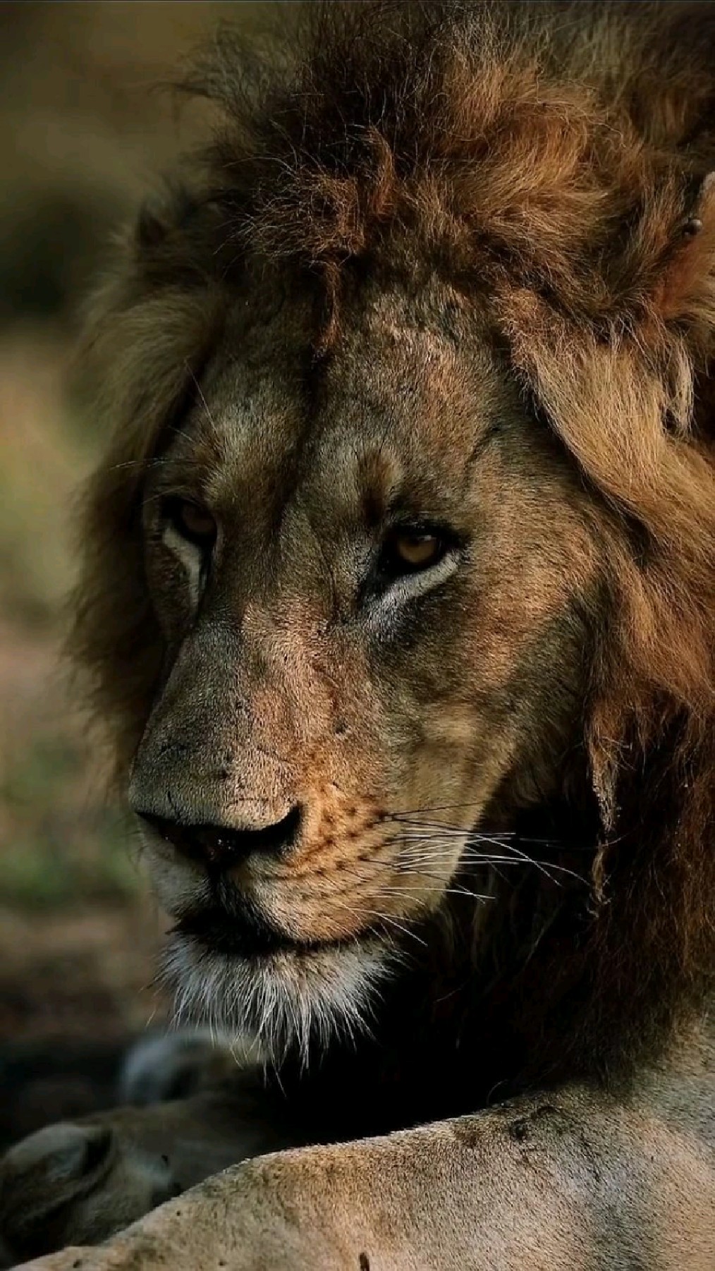 巡视领地的雄狮