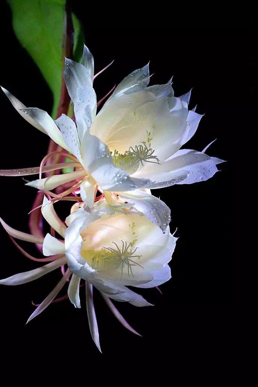 昙花总是在晚上不经意间静静地绽放,直到那阵阵沁人心脾的清香随风飘