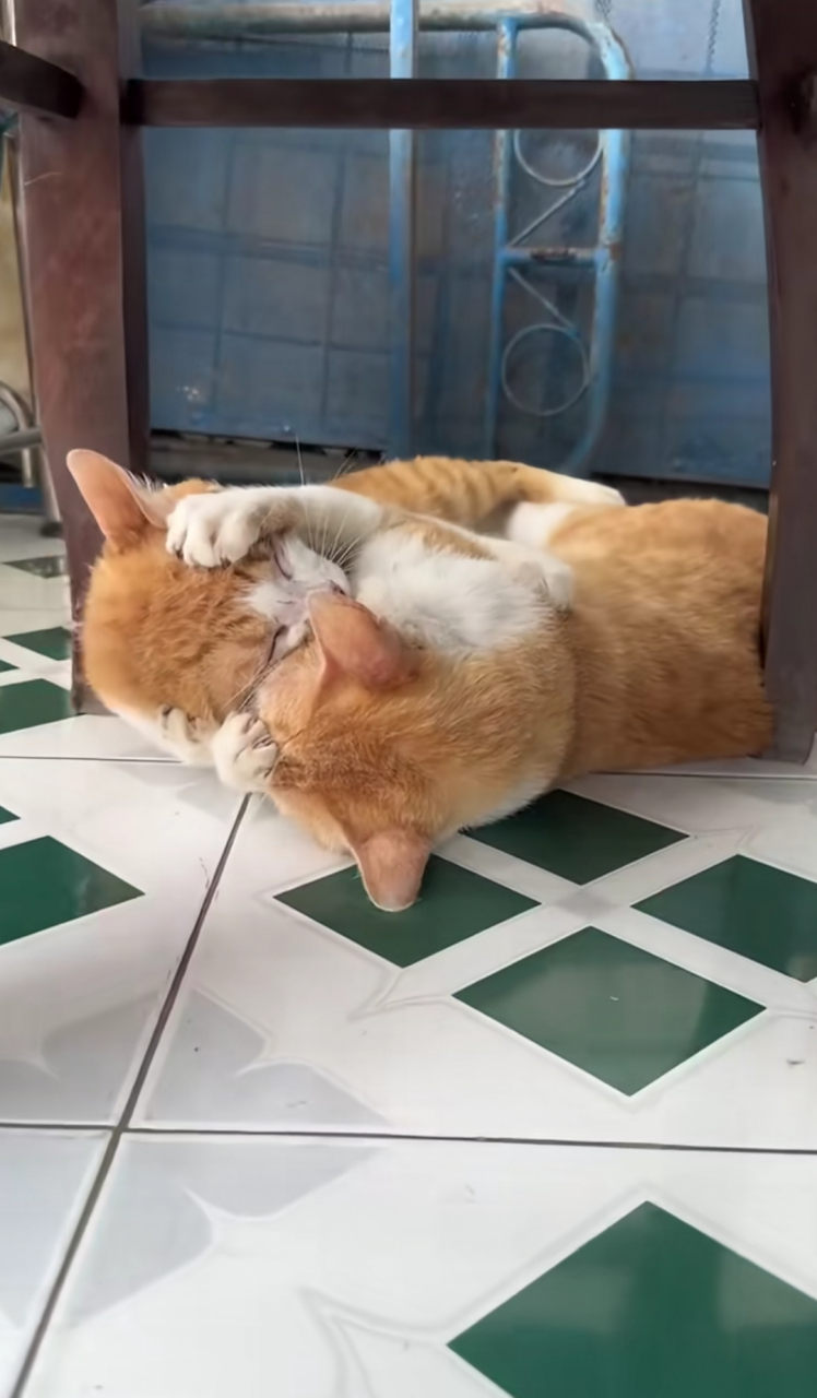 谁能想到,猫打架也如泼妇,死薅着头发不放!