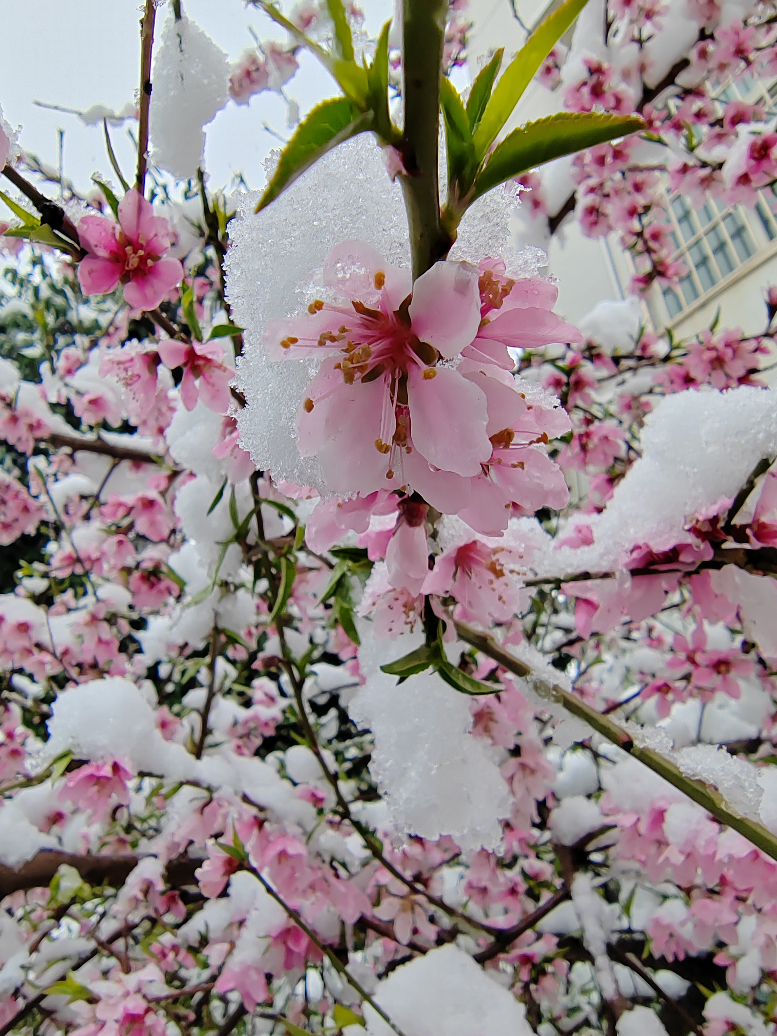 洛阳三月桃花雪