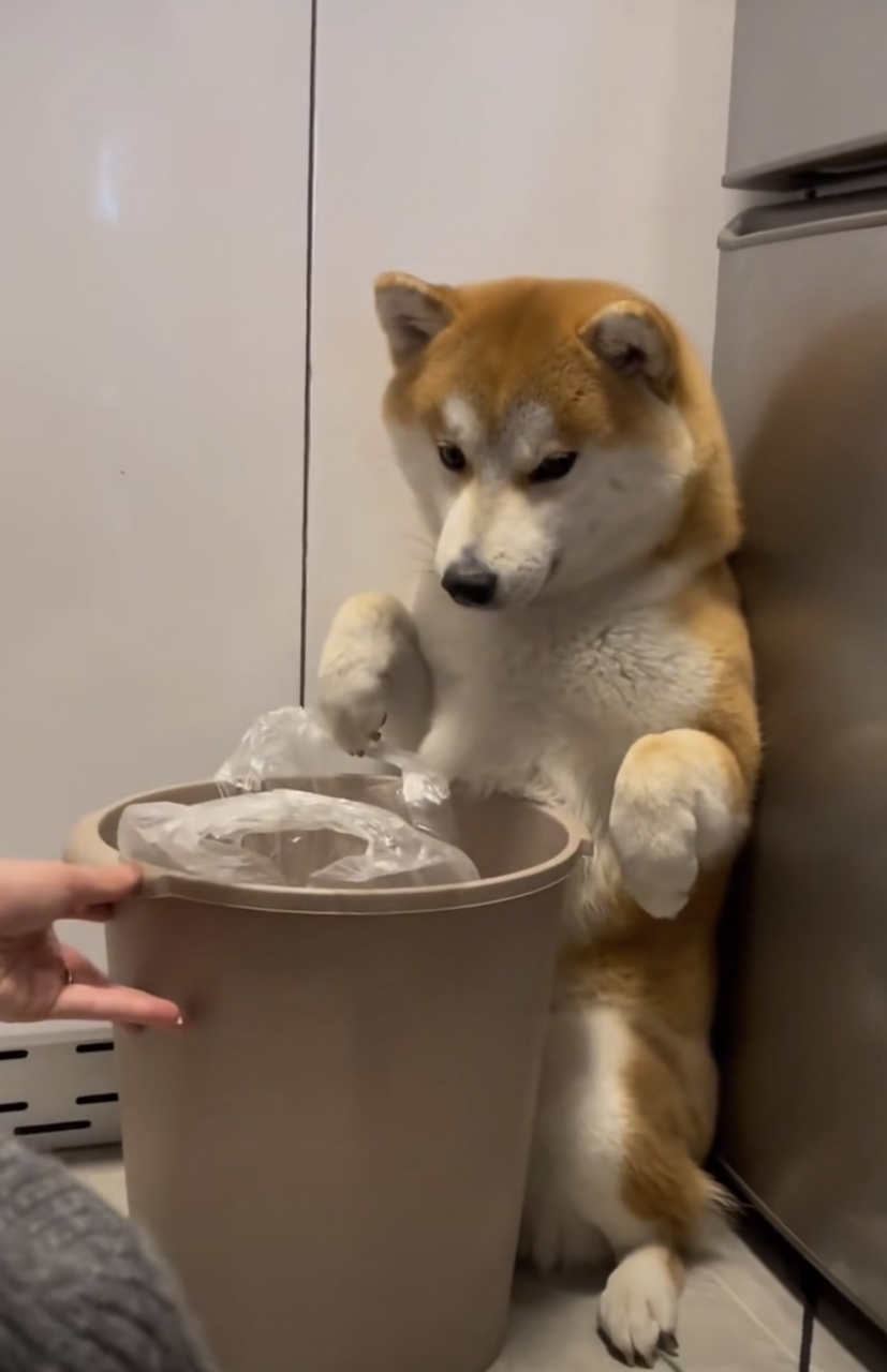 柴柴翻垃圾桶偷吃辣椒,被抓到后被训时的小眼神怎么这么好笑啊[笑哭]