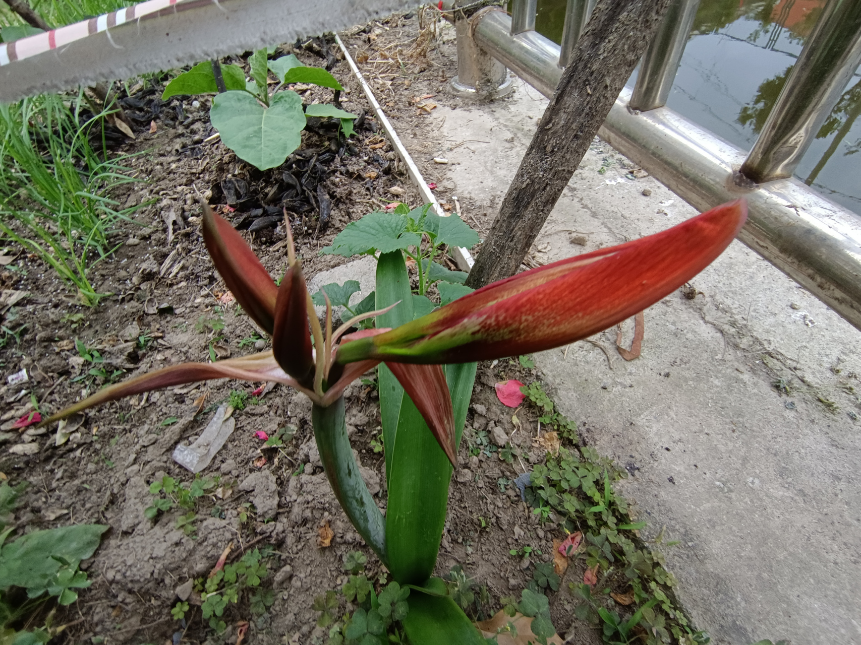 早上的快乐来自朱顶红的花苞