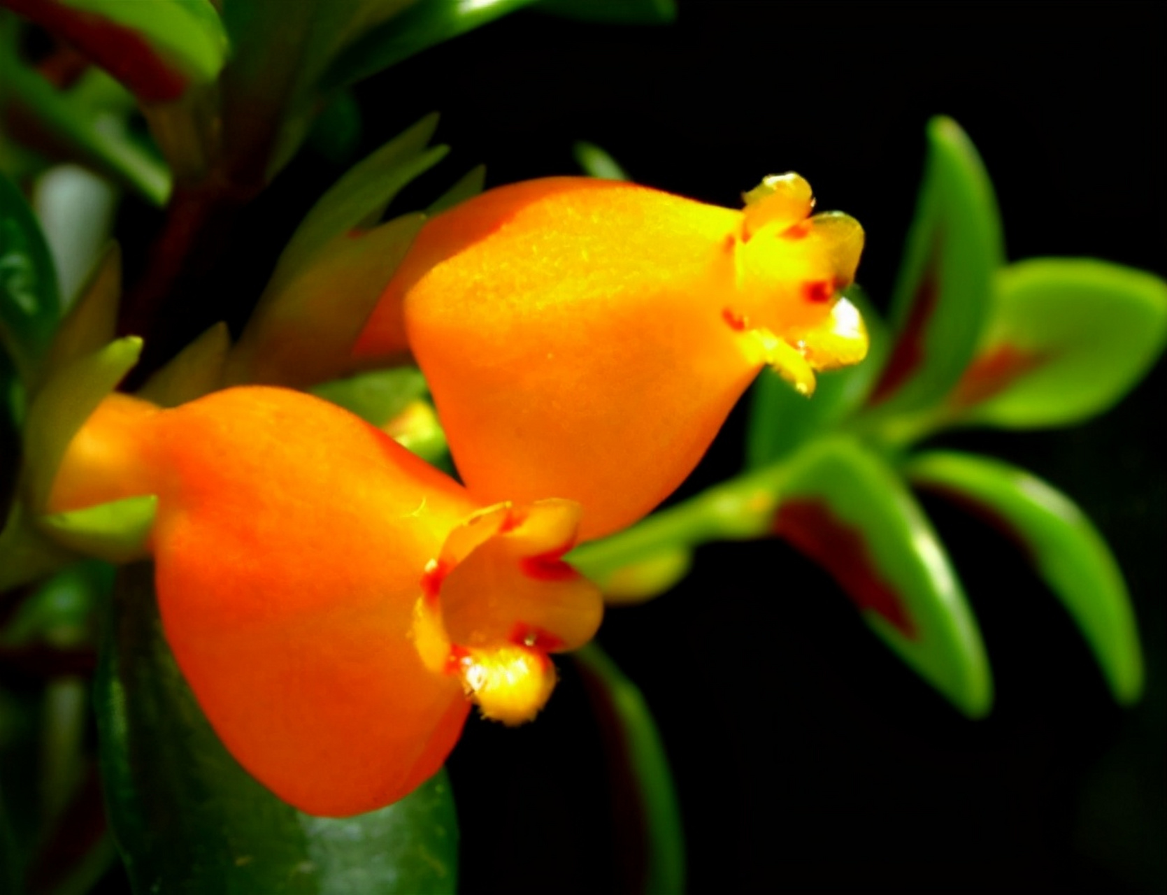 花卉盆景# 金鱼吊兰(nematanthus wettsteinii),是苦苣苔科袋鼠花属