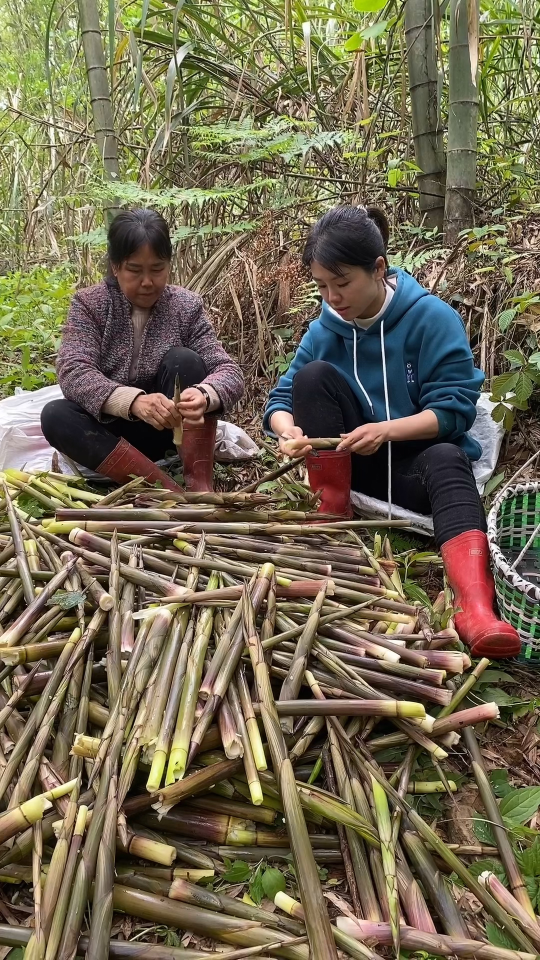 今天带着妈妈到山里拔小竹笋,都是很大一颗,拔的真过瘾-度小视