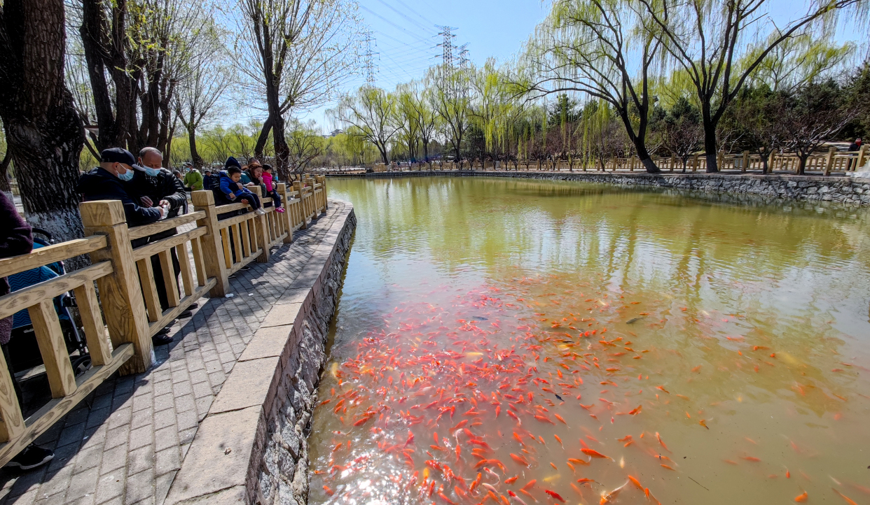 北京兴隆公园春色醉人