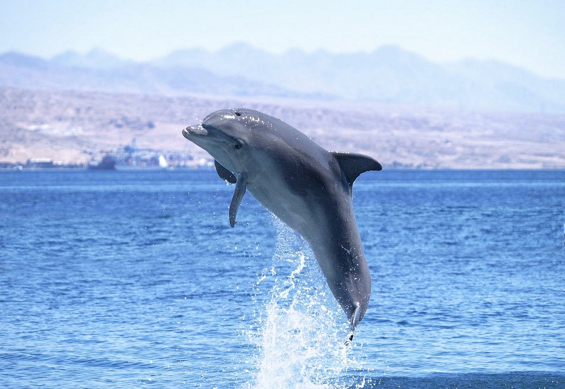海豚,自由跃起:当海豚从水中一跃而出的那一刻,仿佛是大海的精灵,灵动