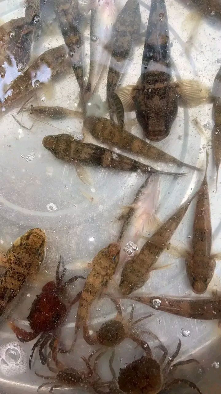 河沟里抓到的小鱼,公公说这是小黑鱼,太小了不能吃,让我拿去放生.
