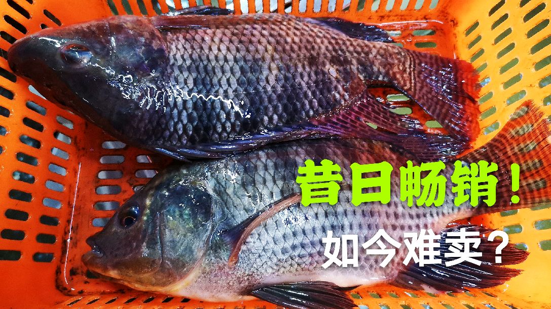 昔日畅销的福寿鱼,如今十分的难卖,究竟是怎么回事呢?