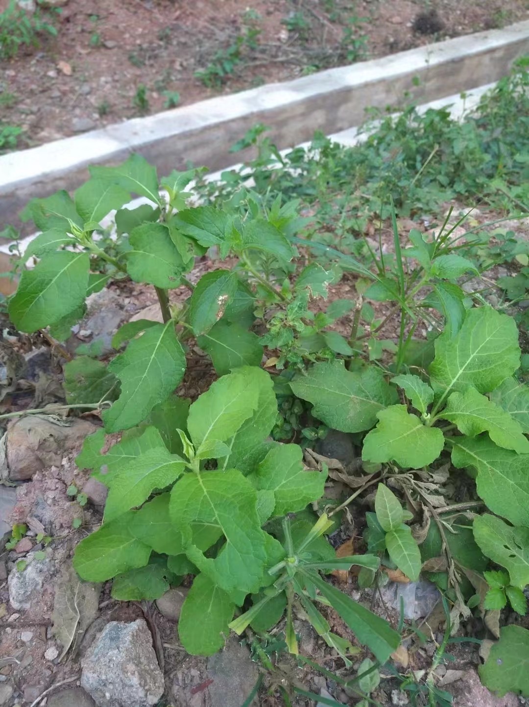 天名精,又称野烟叶,多年生草本植物