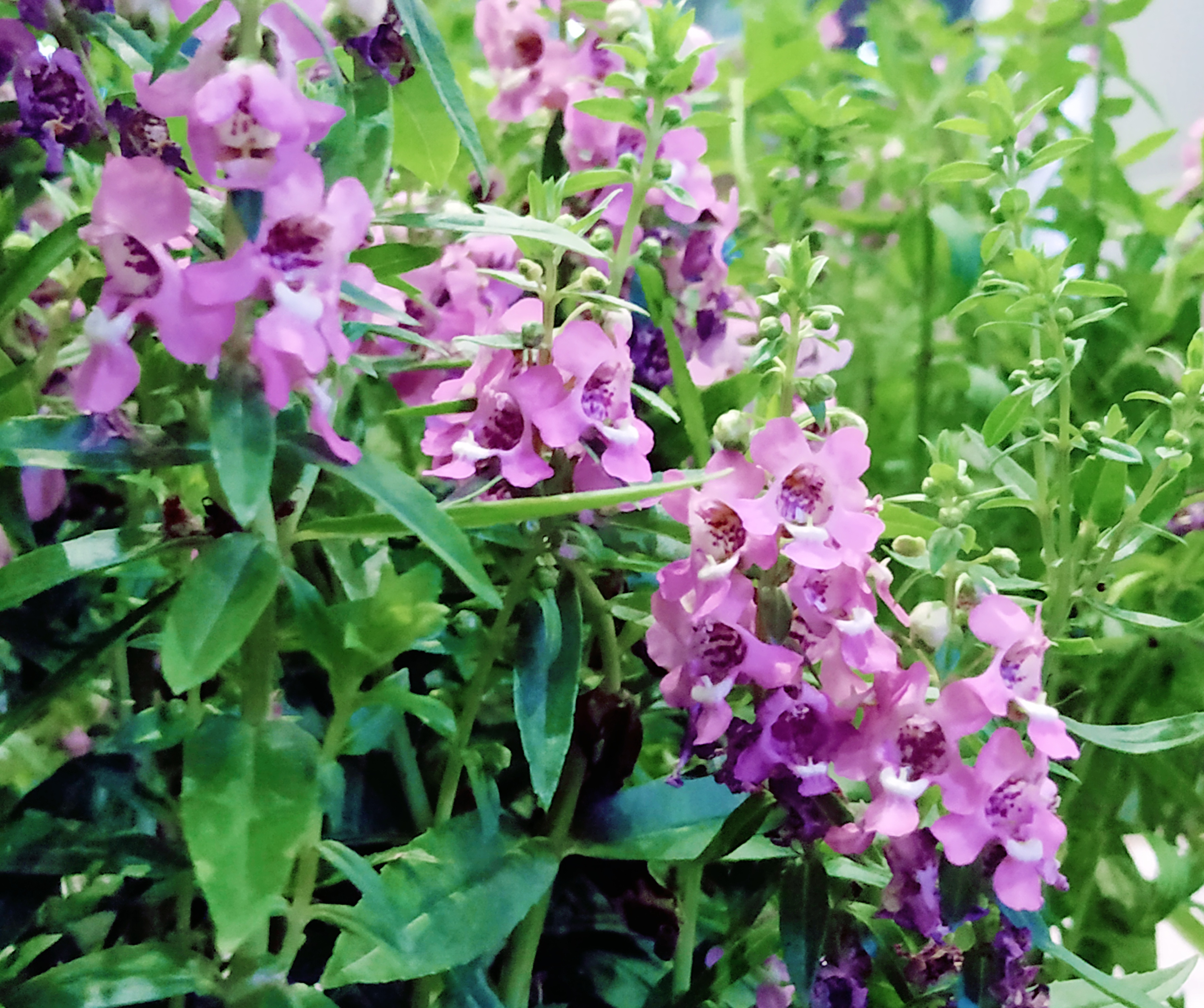 香彩雀花语图片