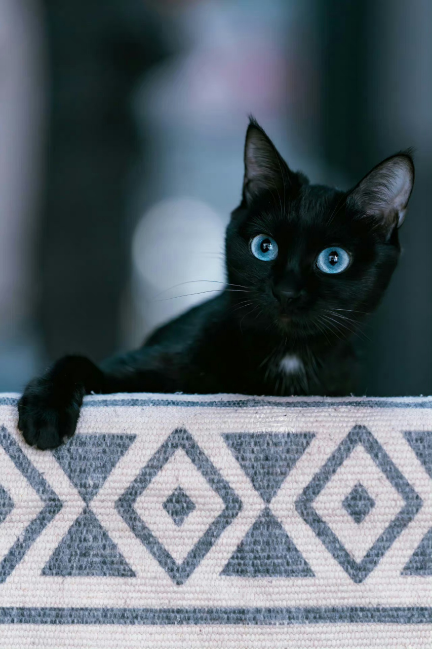 猫咪趣事:"我是蓝眼黑猫警长,我正在执勤,前方有敌情,请别打扰我.