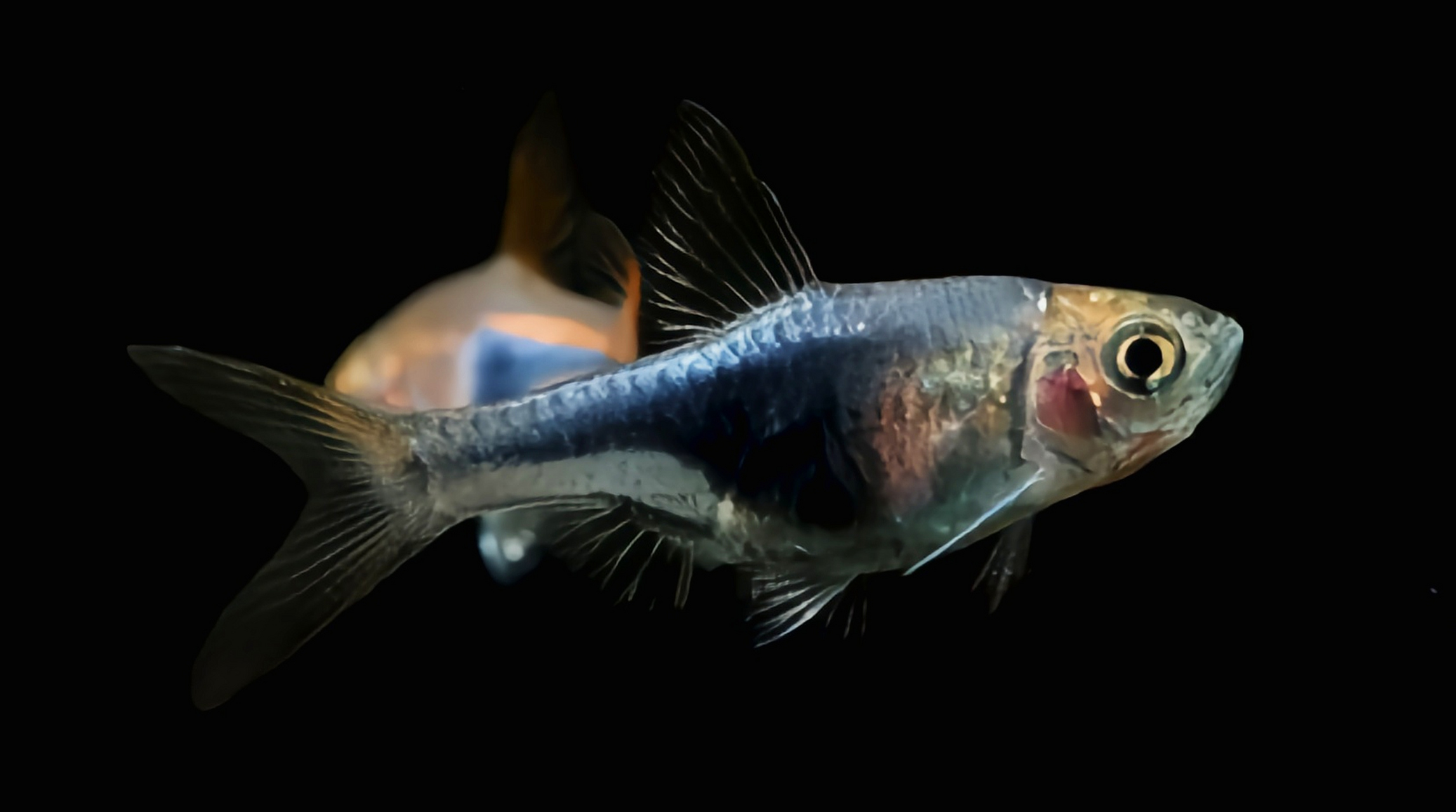 秋日生活创作季# 每天认识一种动物——紫罗兰三角灯鱼 紫罗兰三降破