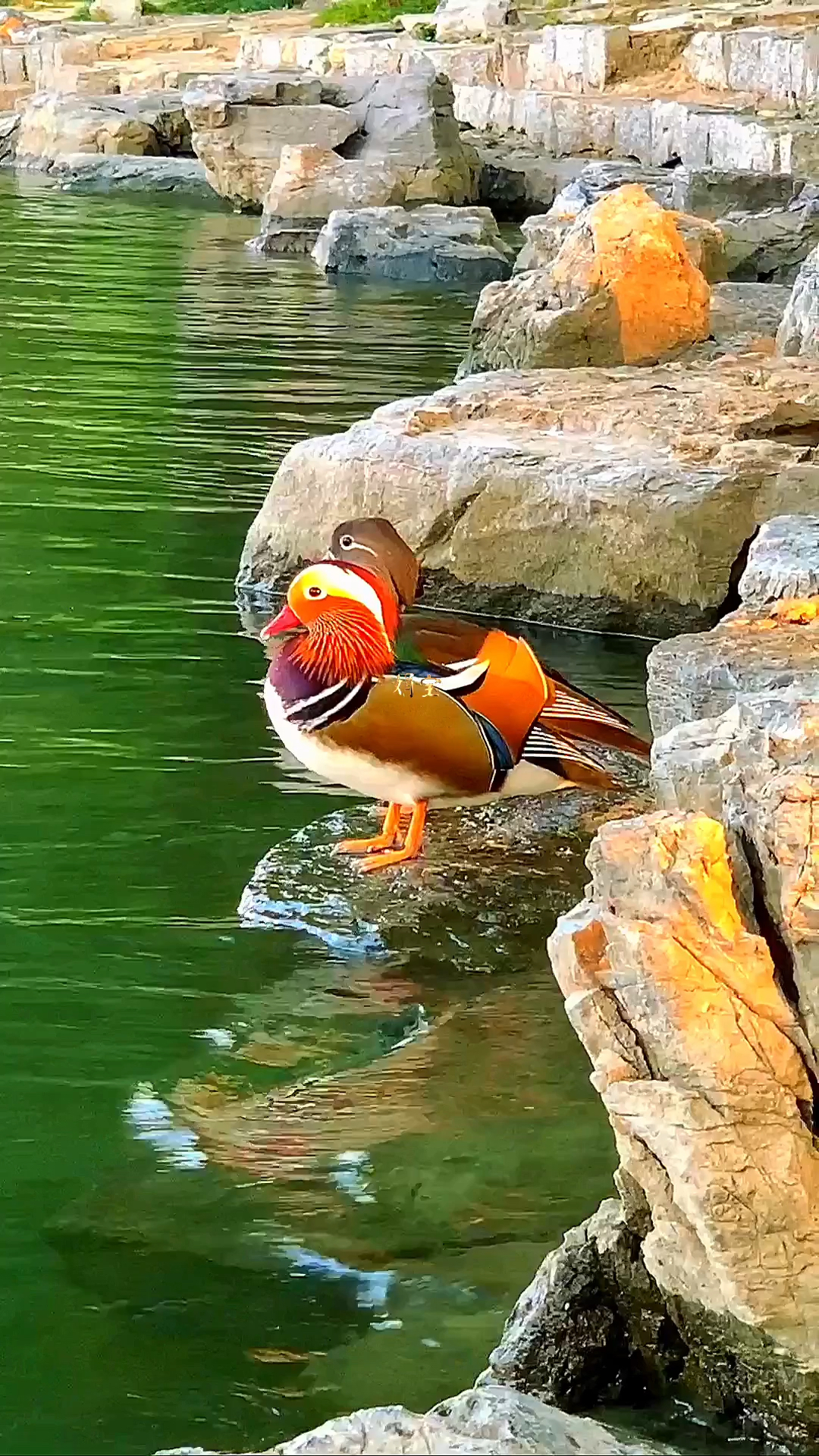 福禄鸳鸯,快乐相随