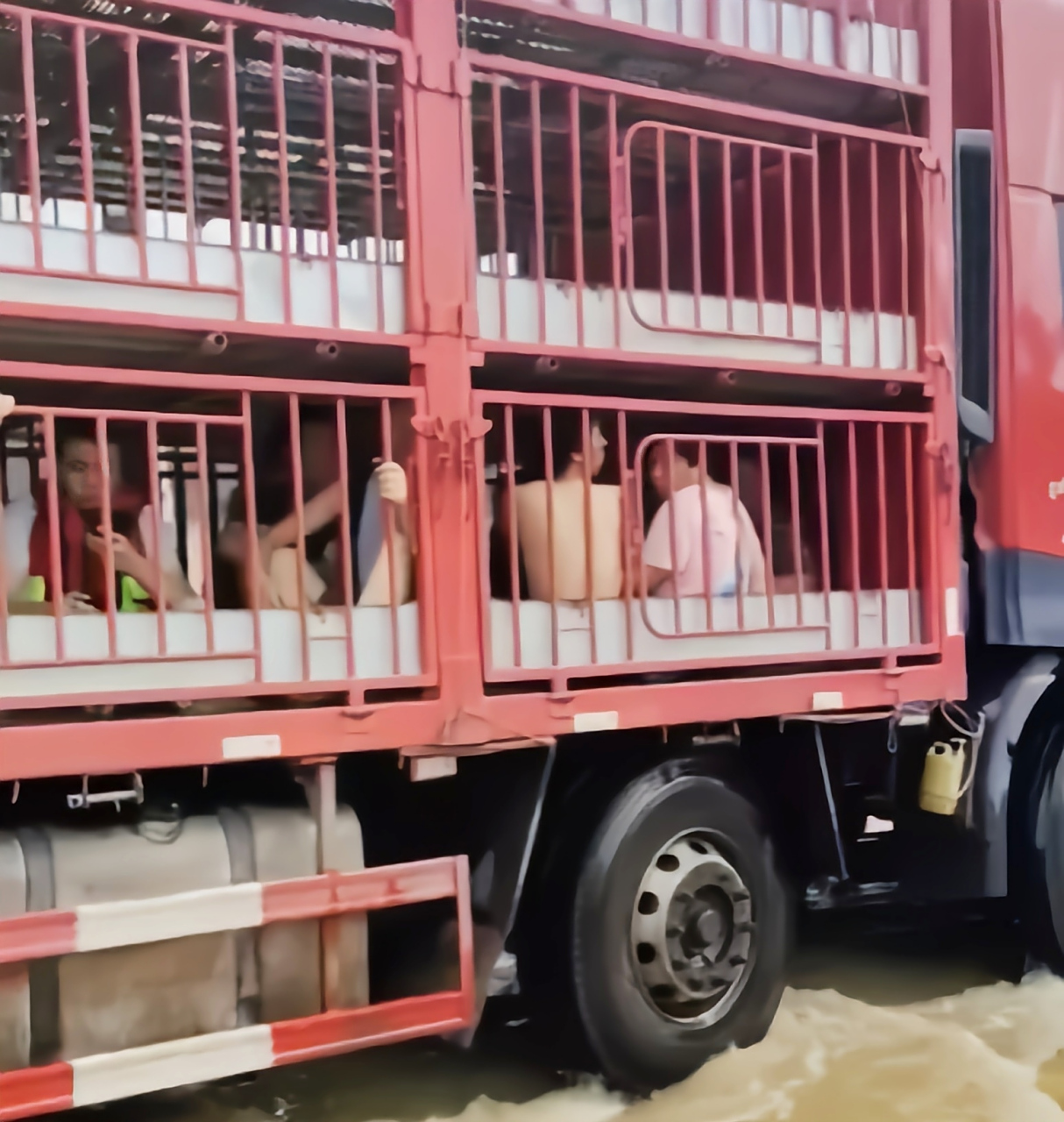 涿州洪灾 拉猪大货车成为了老百姓眼中的"诺亚方舟".