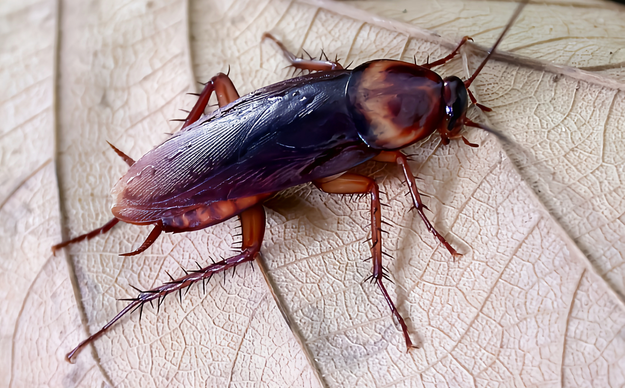 每天认识一种昆虫——美洲大蠊  美洲大蠊是蜚蠊目,蜚蠊科昆虫,分布于