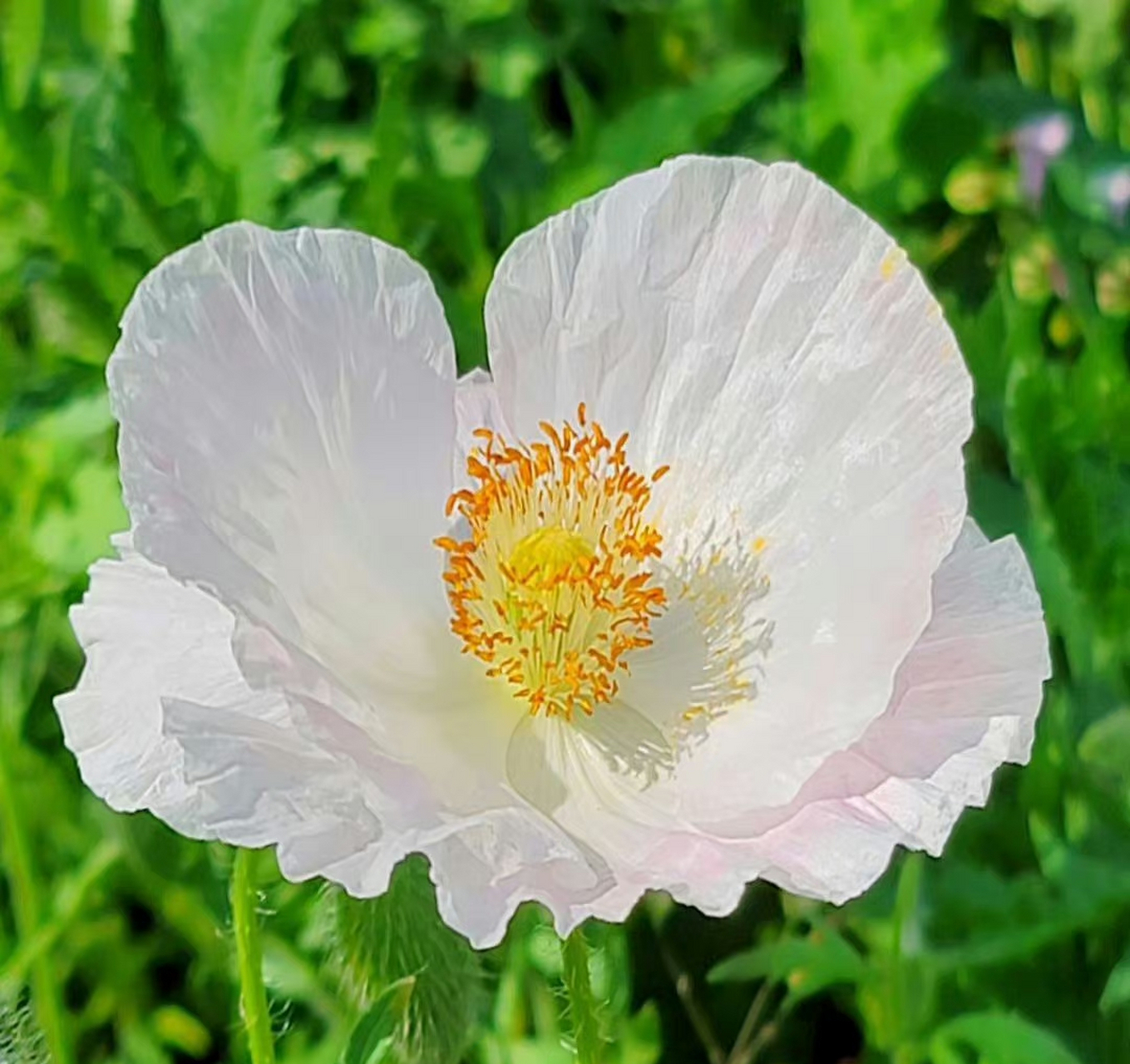 虞美人,别名丽春花,赛牡丹,满园春,仙女蒿,虞美人草,舞草