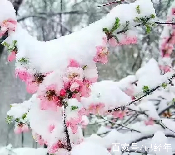 聽雪樓裡聽雪落,滄月執筆寫江湖