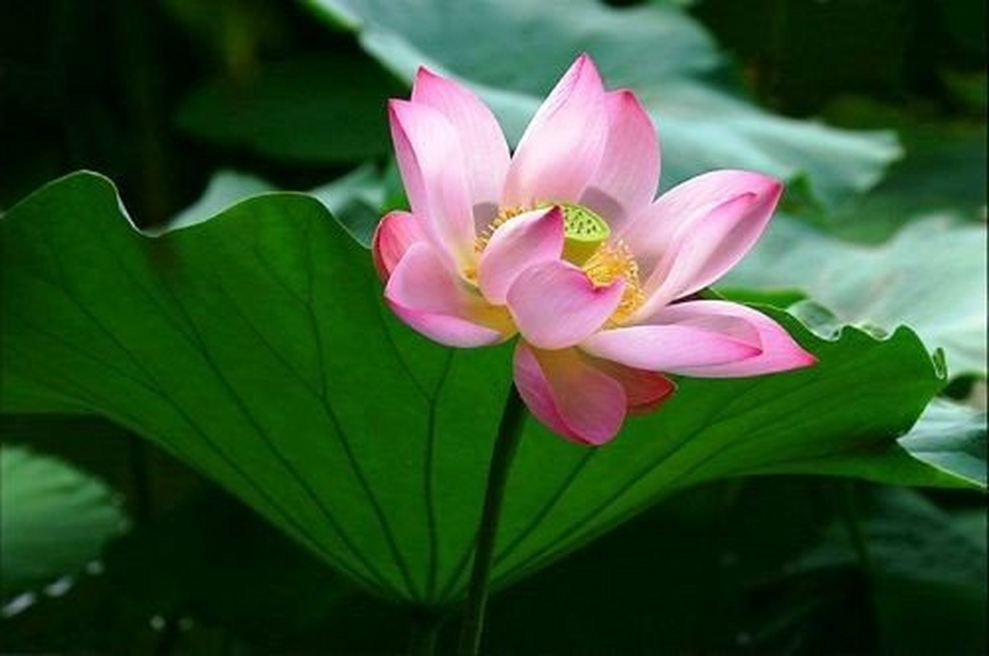 阿弥陀佛 阿弥陀佛  阿弥陀佛  阿弥陀佛 阿弥陀佛 阿弥陀佛  阿弥陀