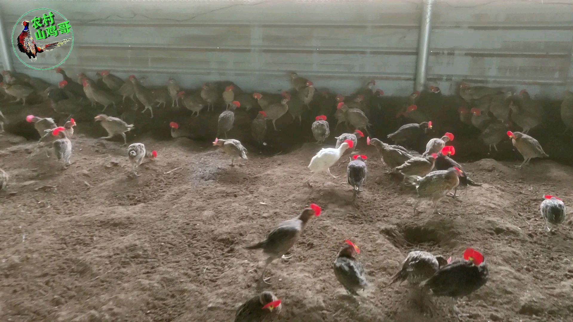 乡村小哥2500只山鸡苗,200多只孔雀蓝山鸡,1只白山鸡