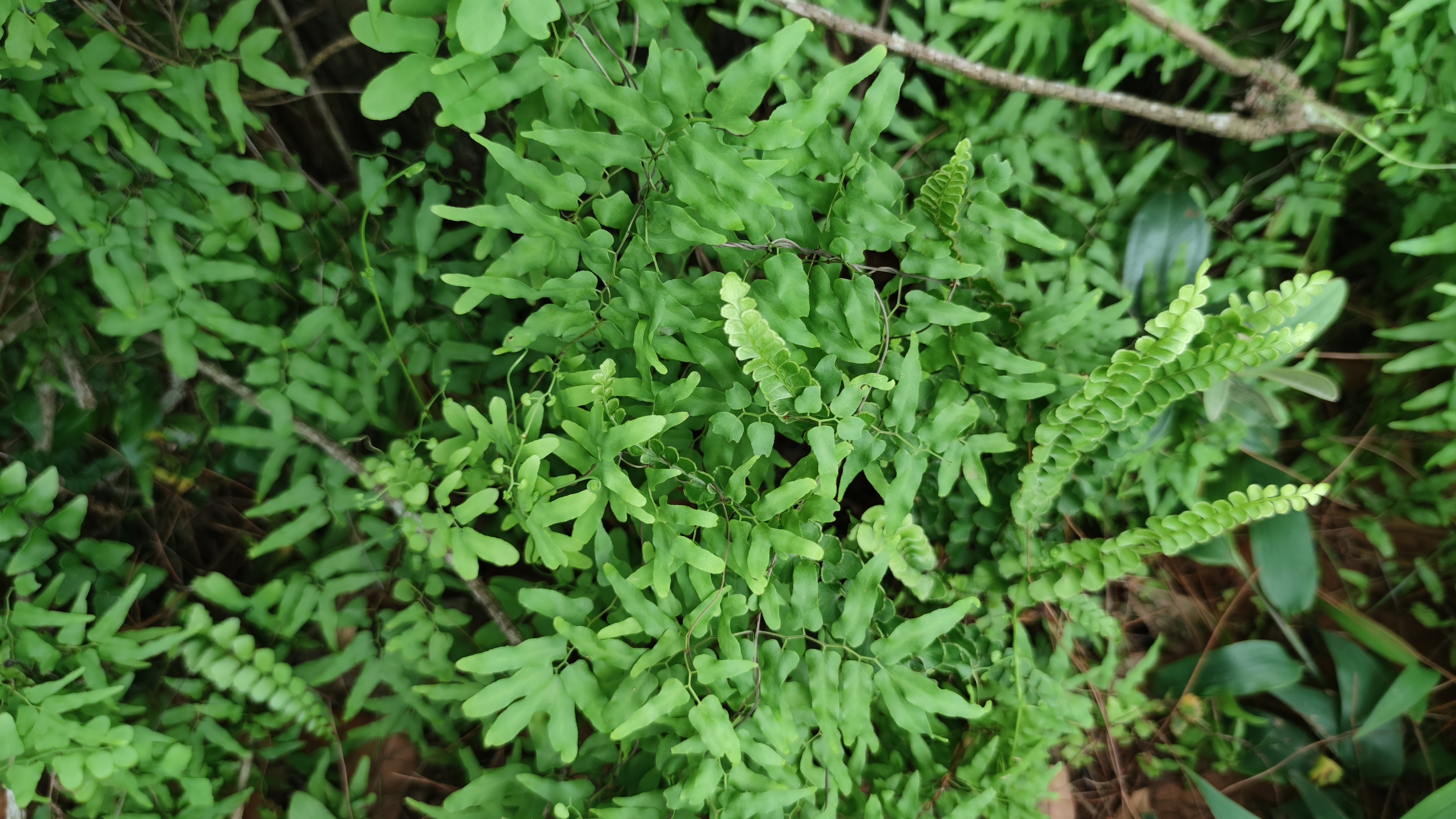 自带金沙的草本植物金沙藤