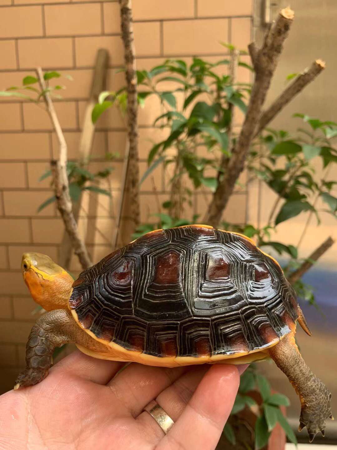 16年血红安缘母龟,高背球体,肉色超红,半斤重!「勾引」